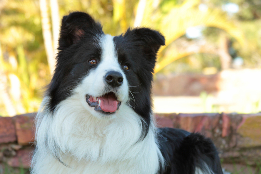 border collie