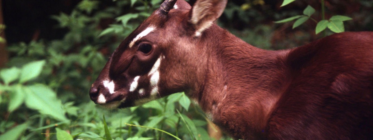 Saola Endangered Unicorn