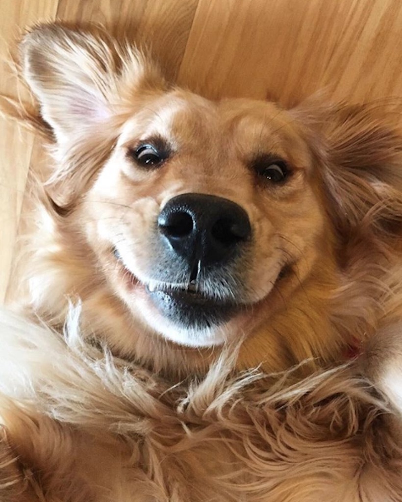 dog smiling