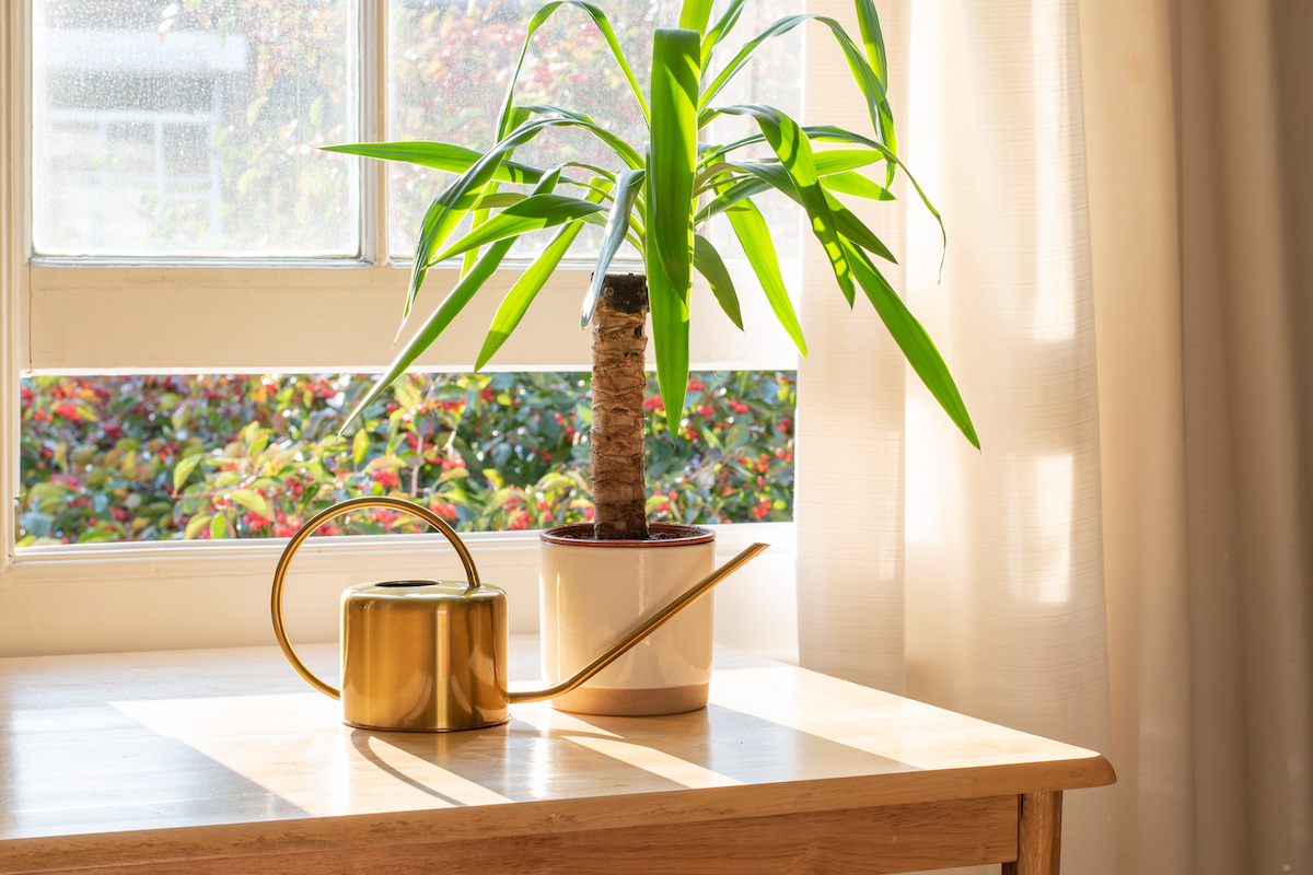 Yucca indoor plant next to a copper watering can on a windowsill on a sunny day.