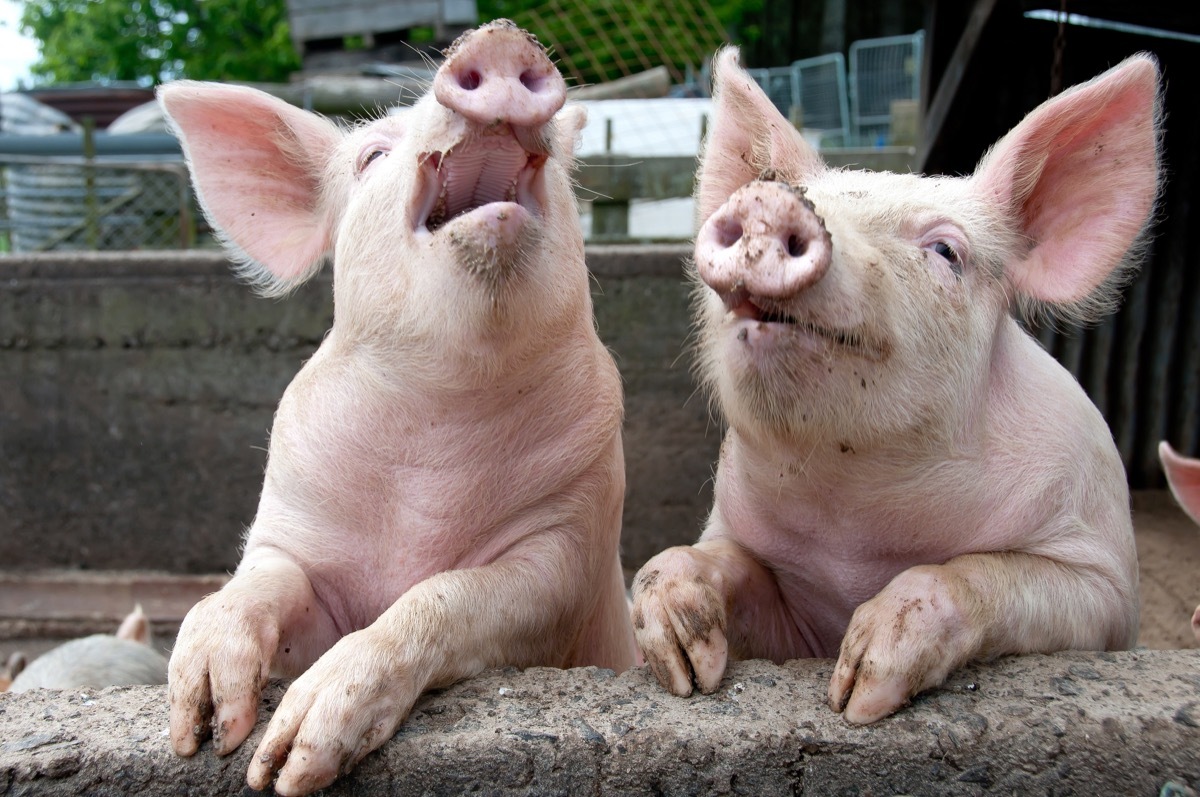 animal jokes- laughing pigs