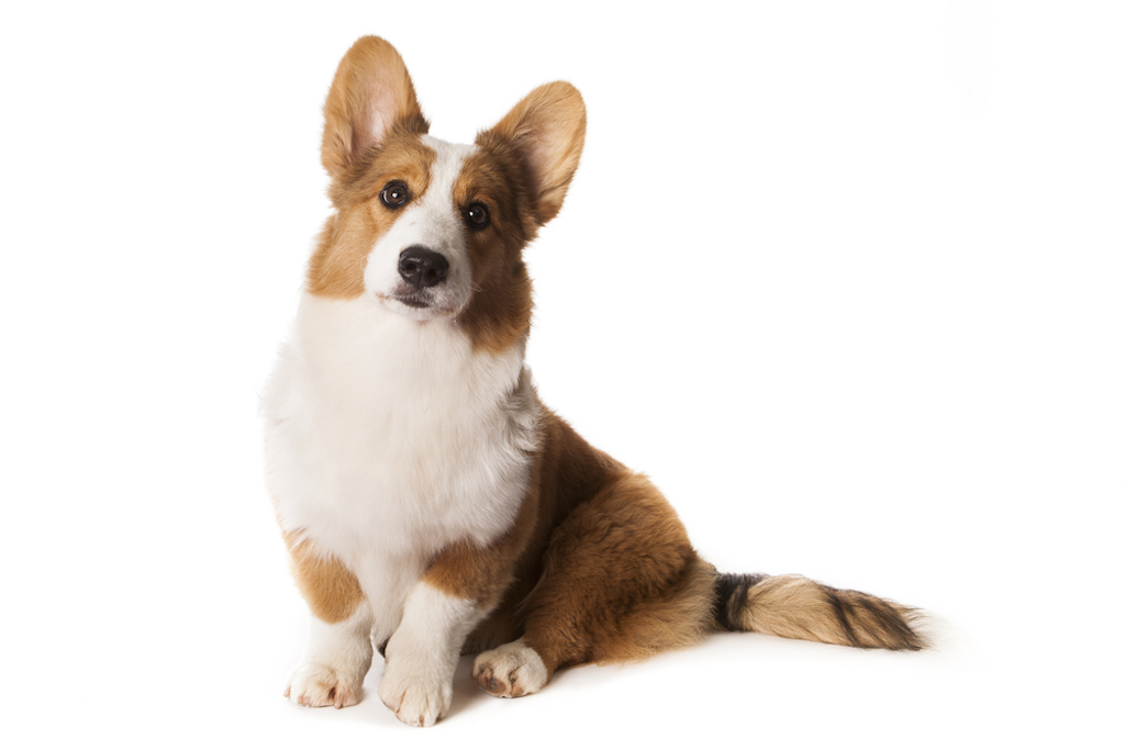 cardigan welsh corgi