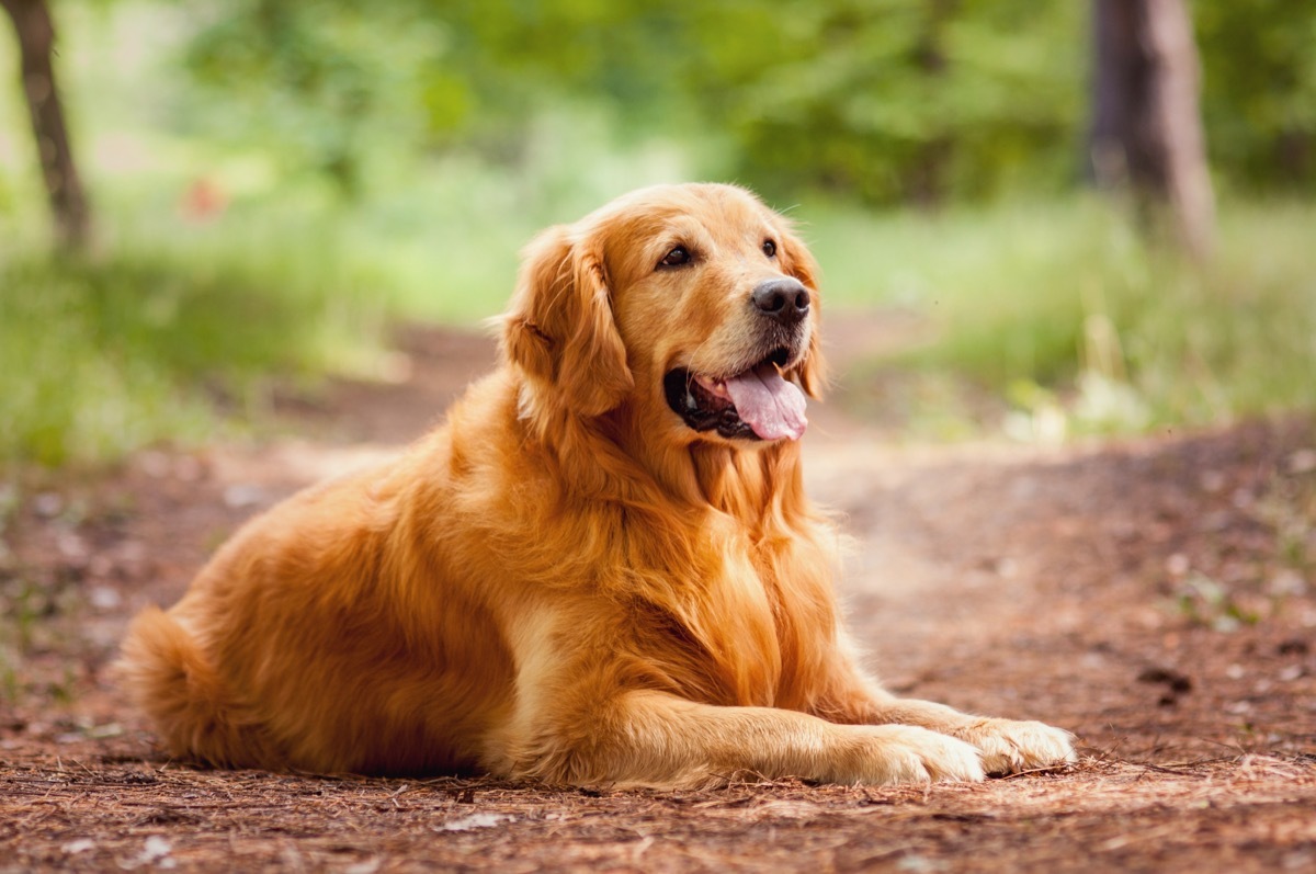 Golden retriever Animal Stories 2018