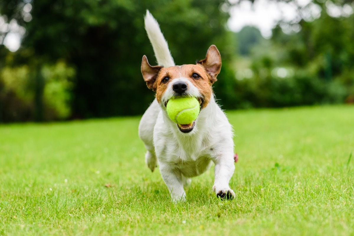 Dog with tennis ball