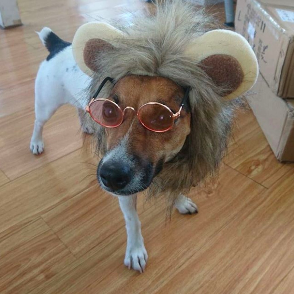 elton-dog