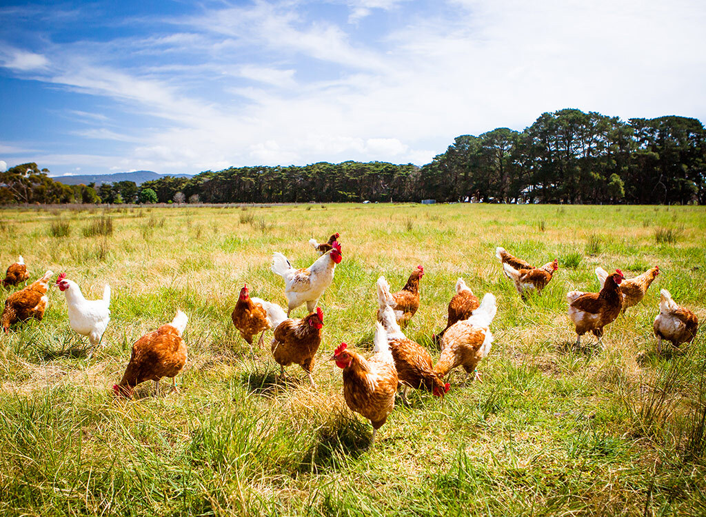 chickens roaming around in grass pasture raised