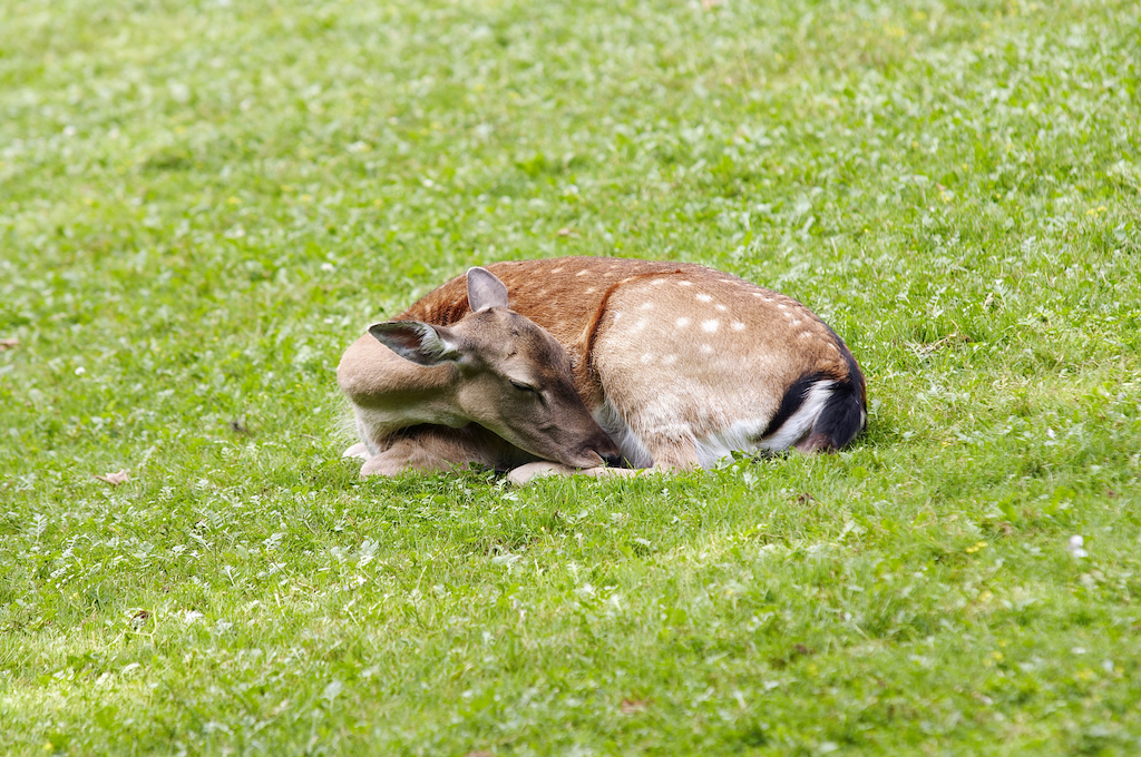 sleeping deer