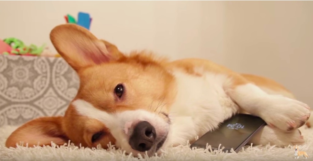 topi the corgi valentines day video