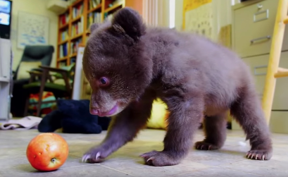 baby bear playing with apply adorable photos of bears