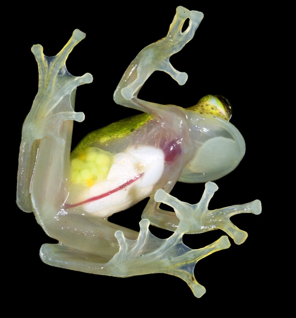 glass frog