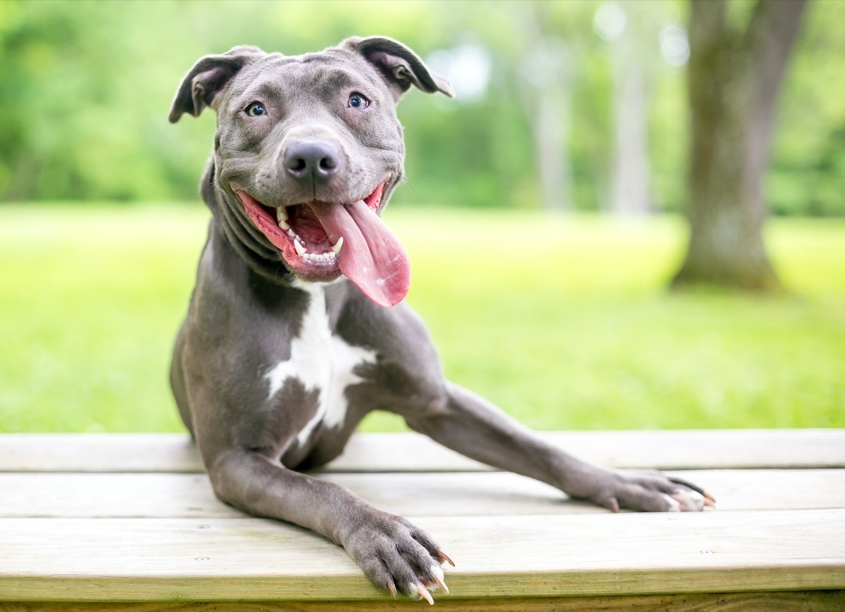 Pit bull smiling and panting