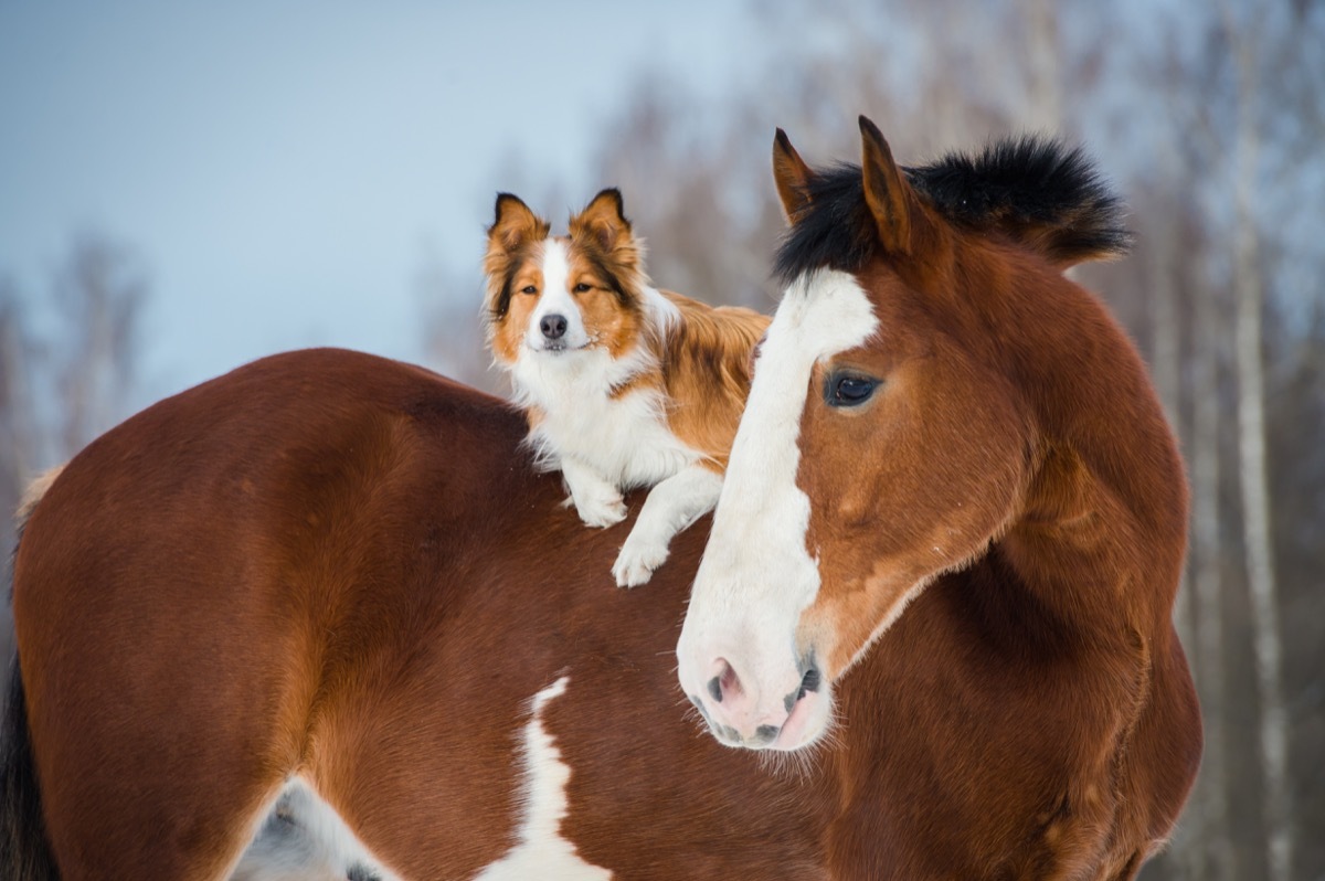 dog riding on a horse's back