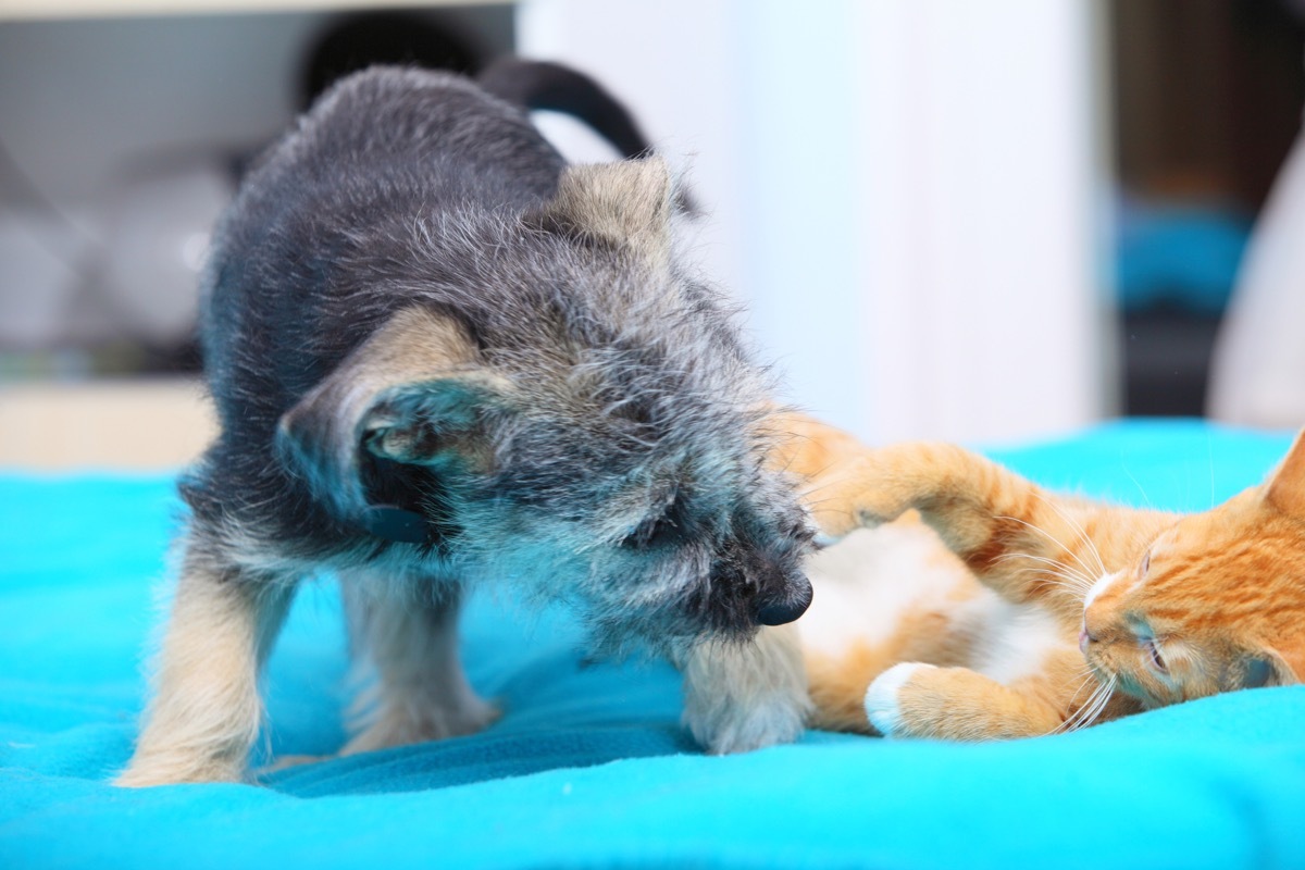 Animals pets at home dog puppy mutt and little red cat kitten playing together on bed blue blanket