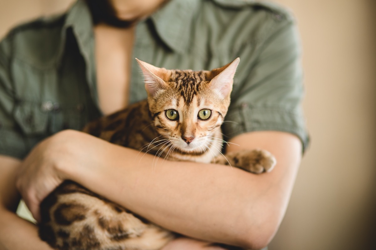 crop view at anonymous woman holding beautiful bengal cat looking at camera in studio.