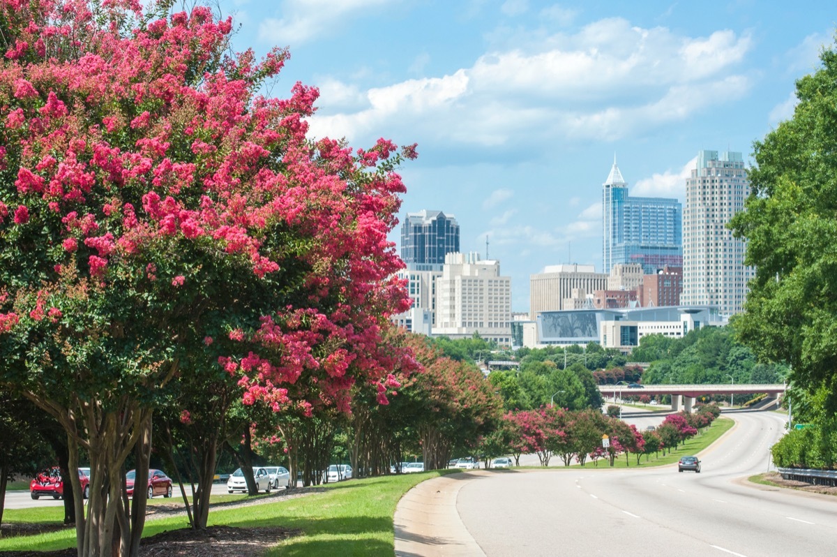 Raleigh skyline in the summer with crepe myrtle trees in bloom