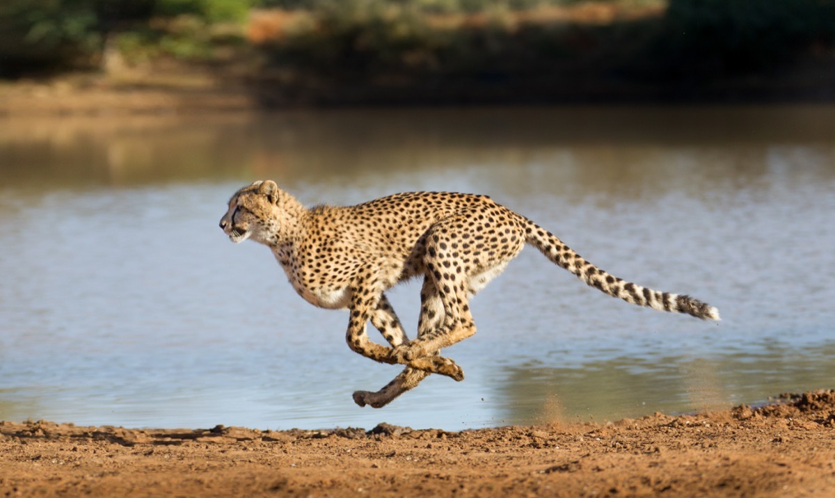 running cheetah