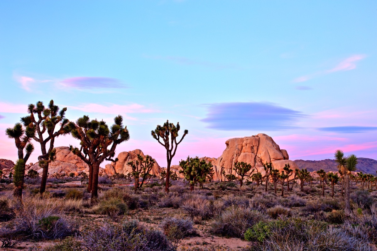 joshua tree national park