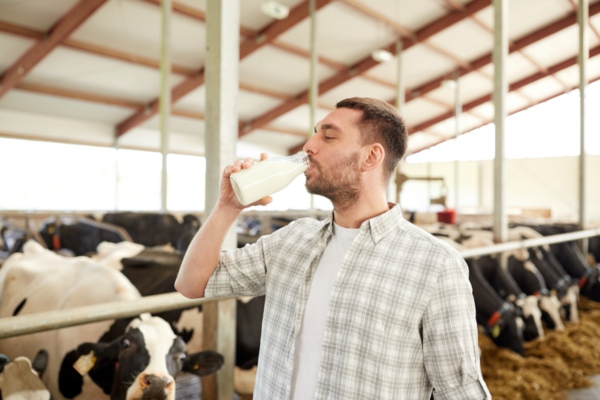 man drinking raw milk on farm