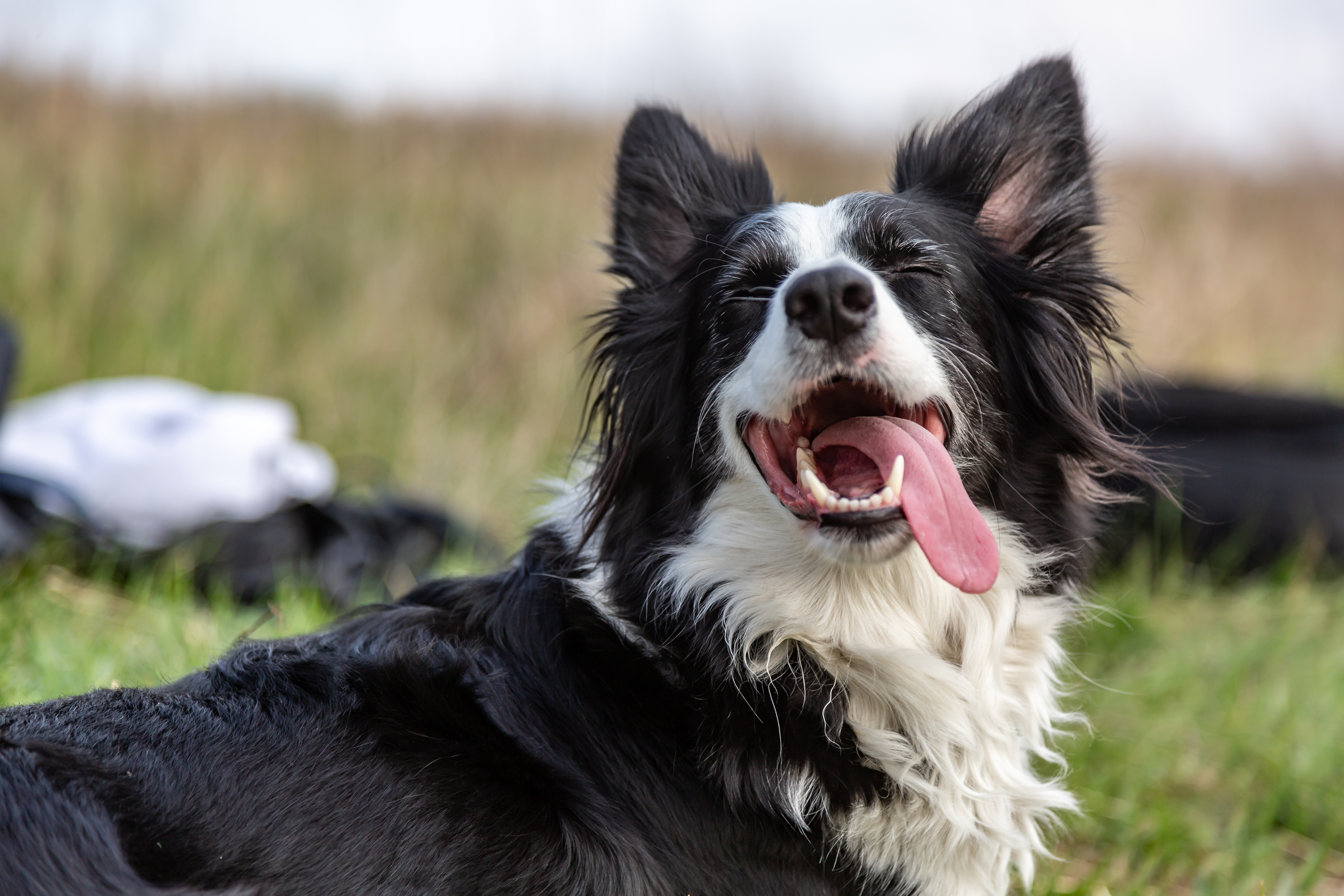 A black and white border collie dog lies in a green field in the heat, sticking out his tongue and squinting his eyes. Horizontal orientation. High quality photo.