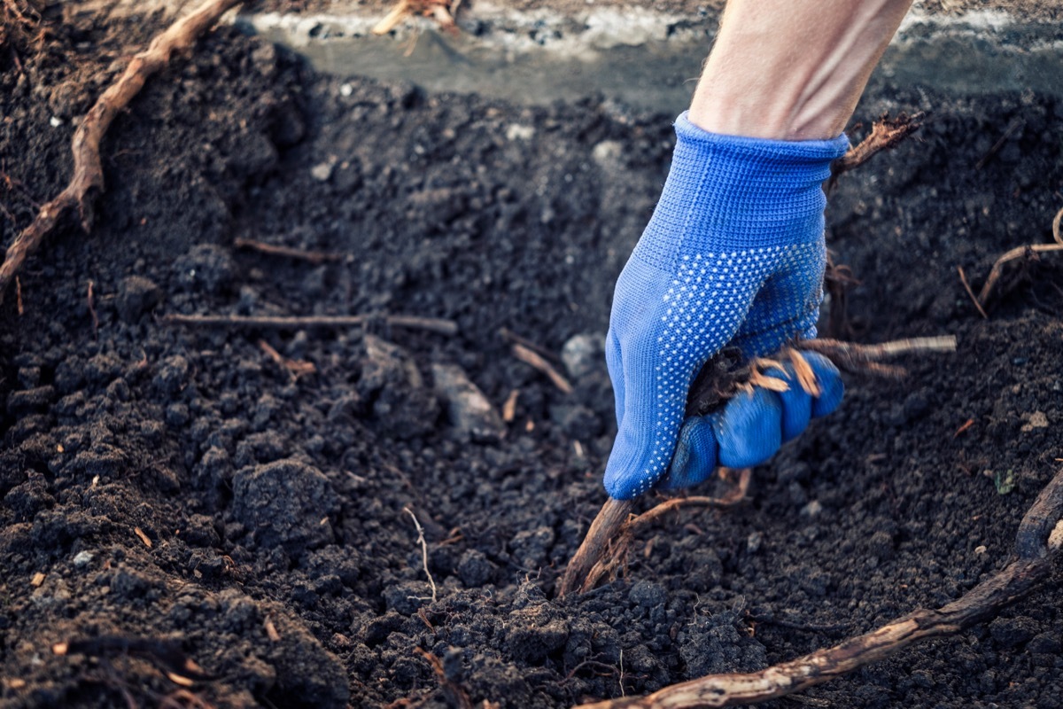 pulling root of invasive species