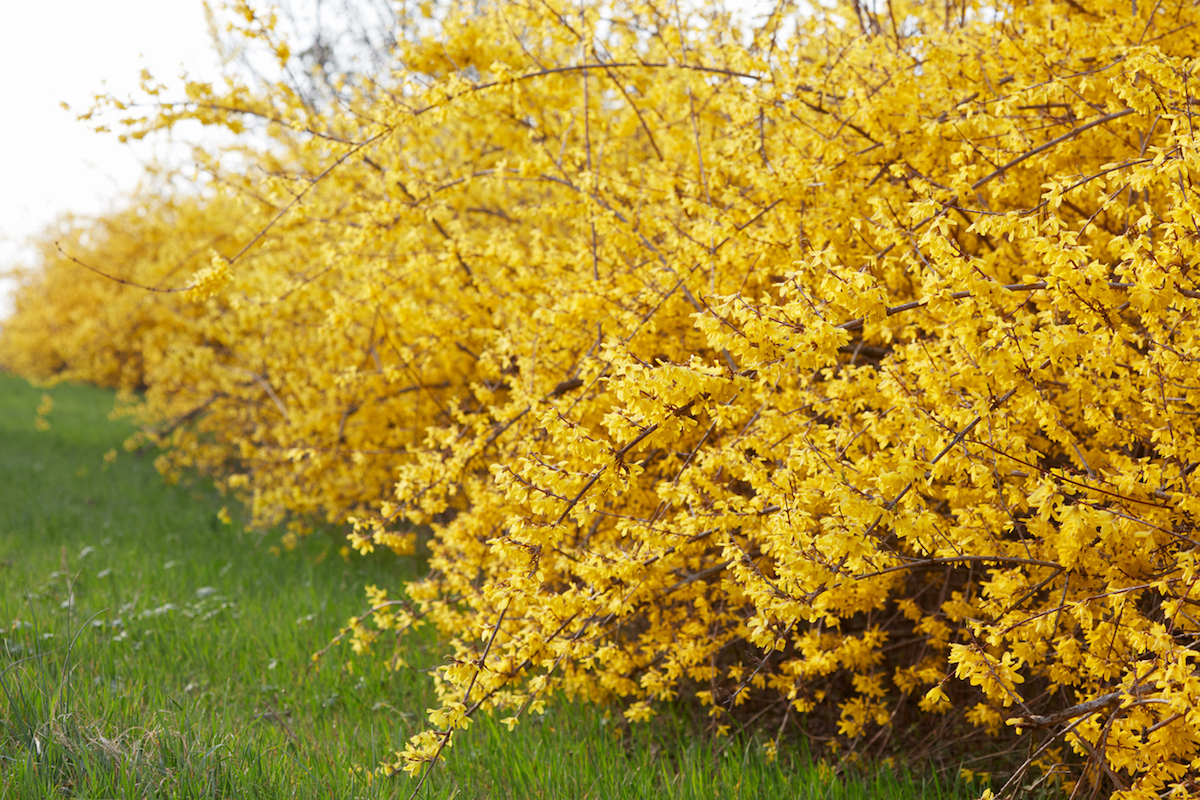 Forsythia, yellow spring flowers hedge and green grass