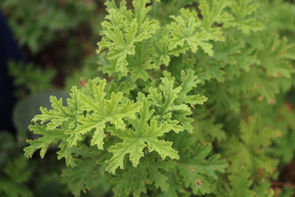 Citronella Leaves