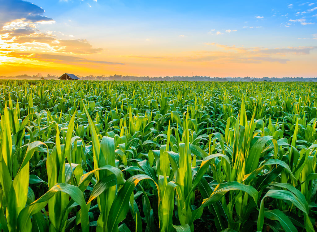 corn field