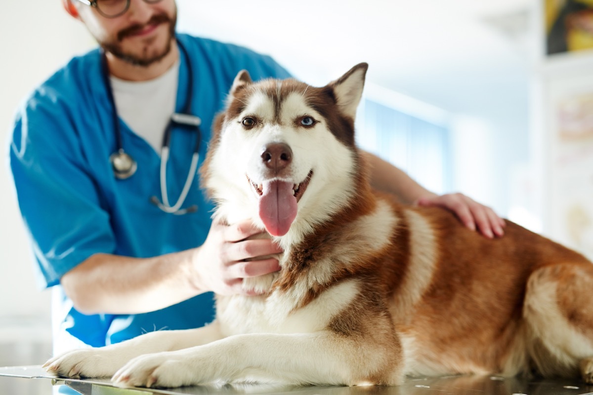 Husky at the vet