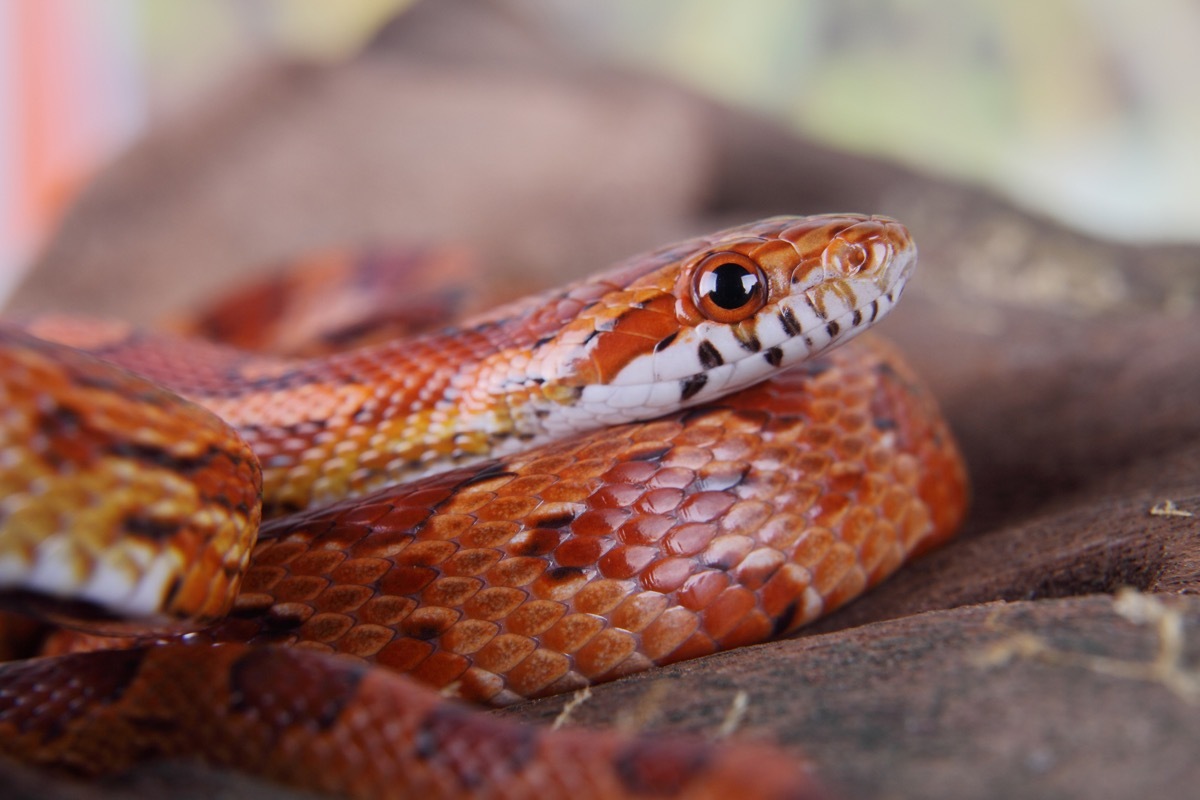 portrait of a beautiful corn snake