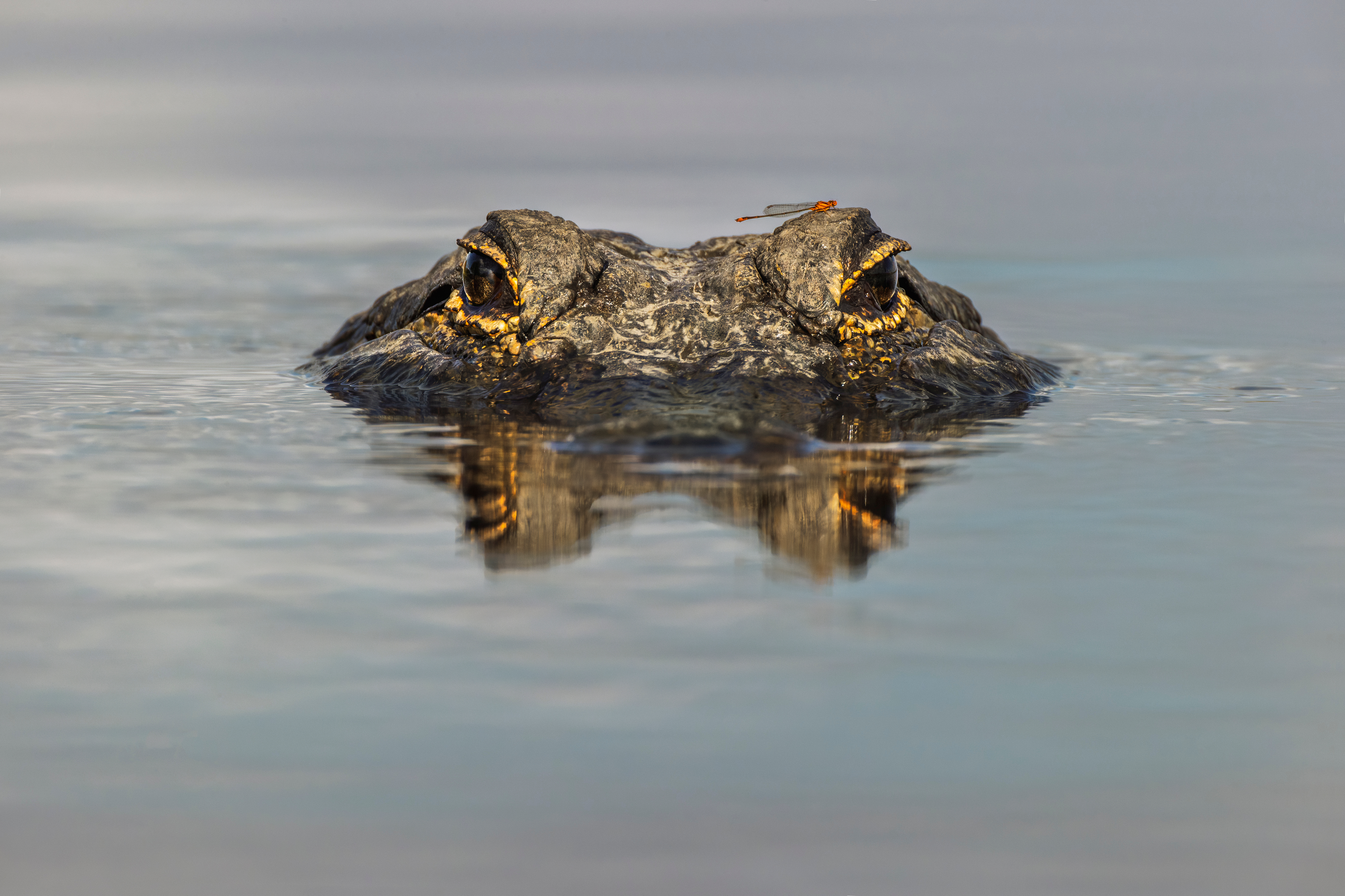 Alligator eyes above water