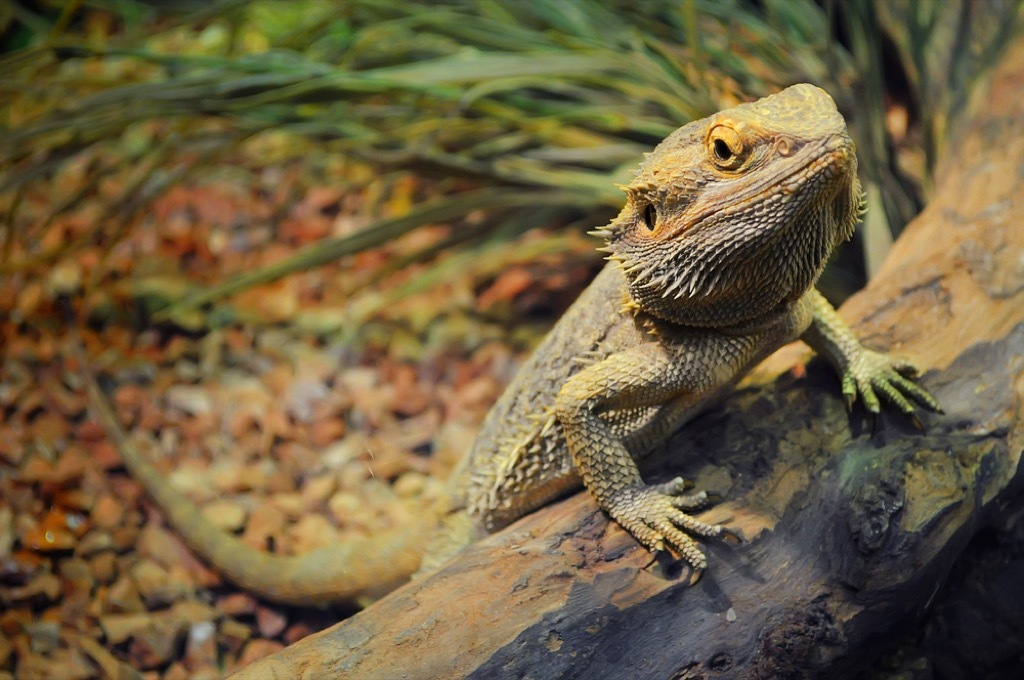 bearded dragon craziest emotional support animal