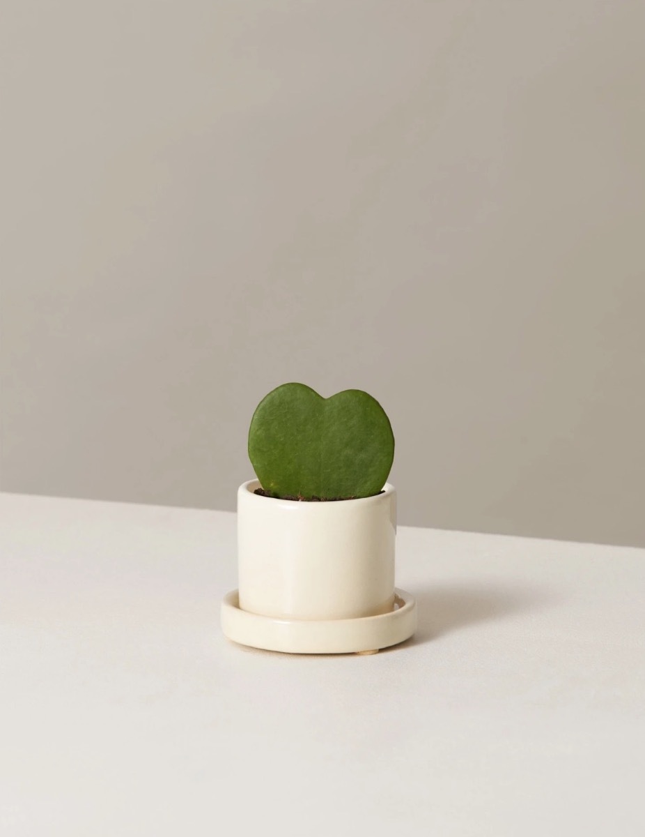 potted heart-shaped plant