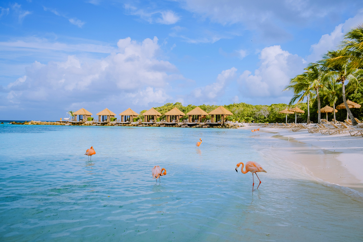 Aruba beach with pink flamingos at the beach