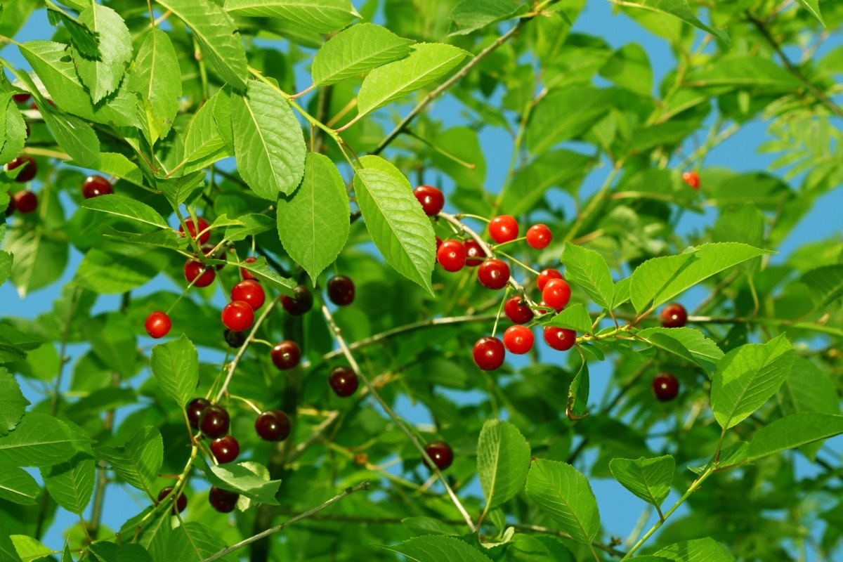 cherry tree christmas tree facts