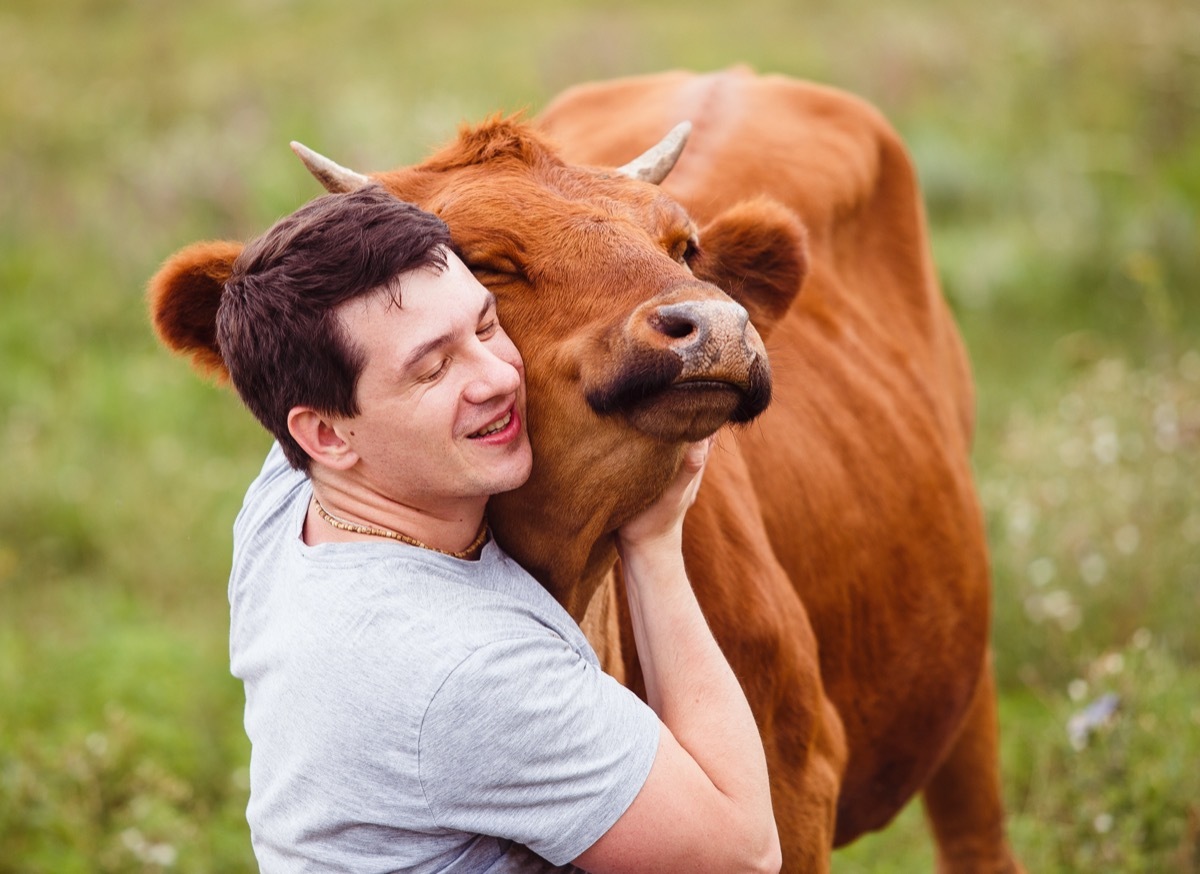 Man giving cow a hug