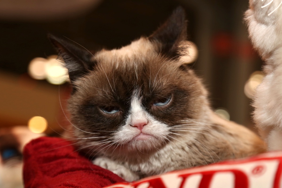 grumpy cat