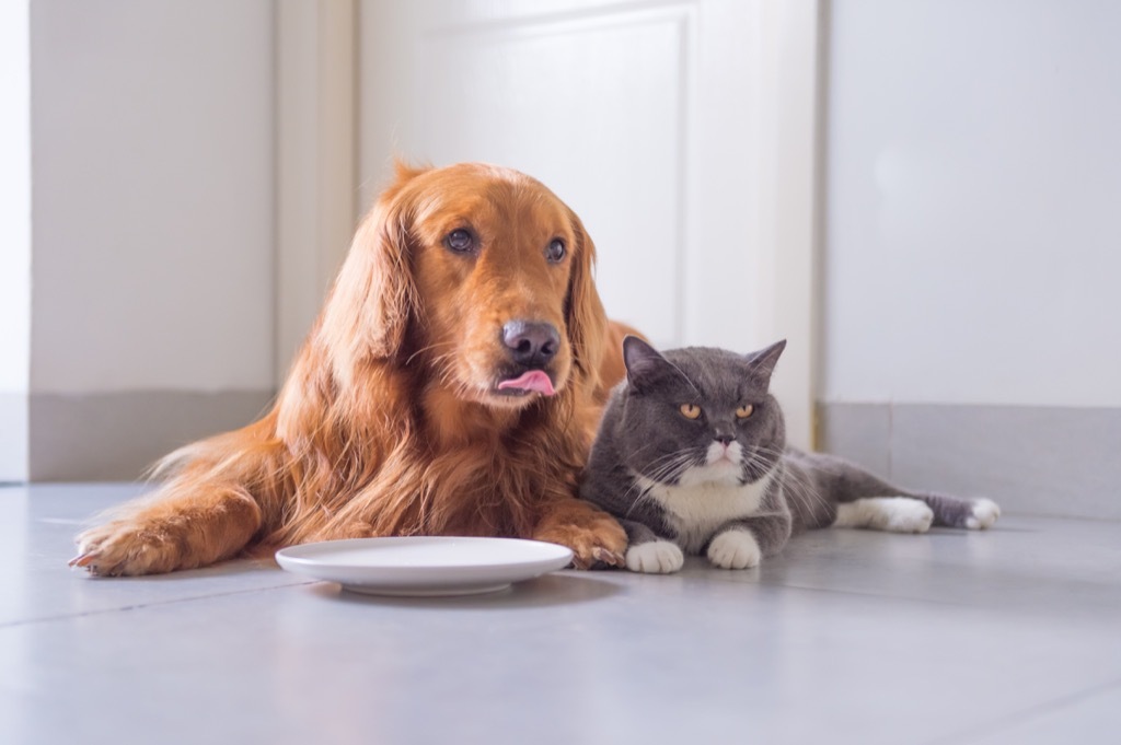 golden retriever and cat