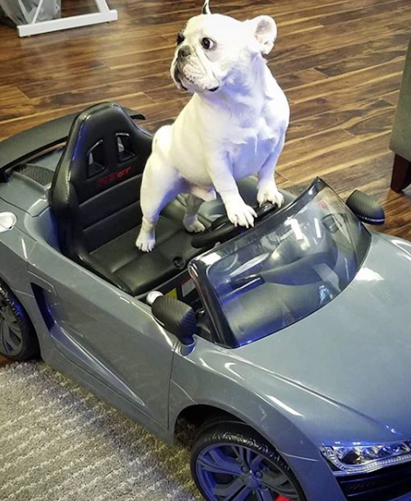 Manny the Frenchie Pets Living the Good Life