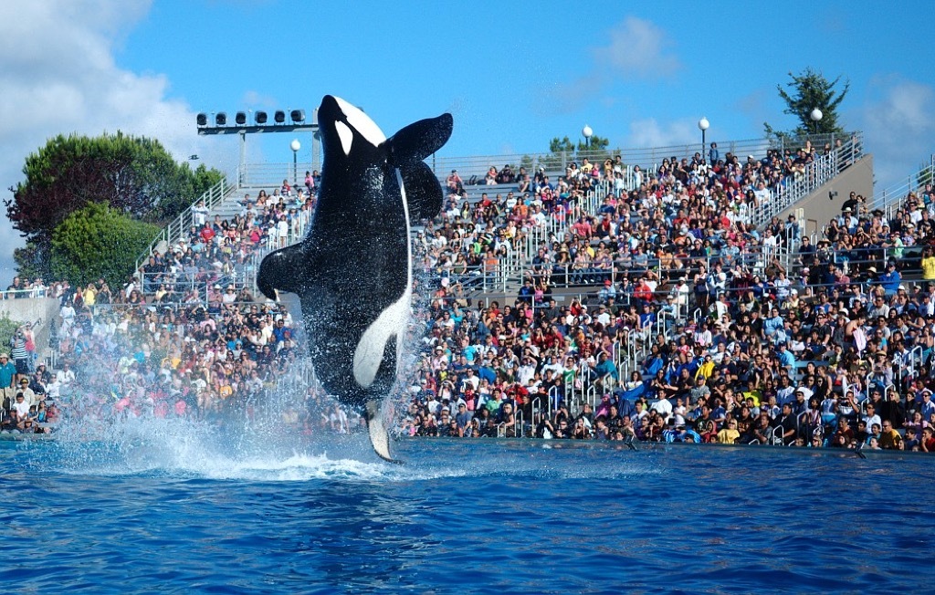 SeaWorld, shamu, water park