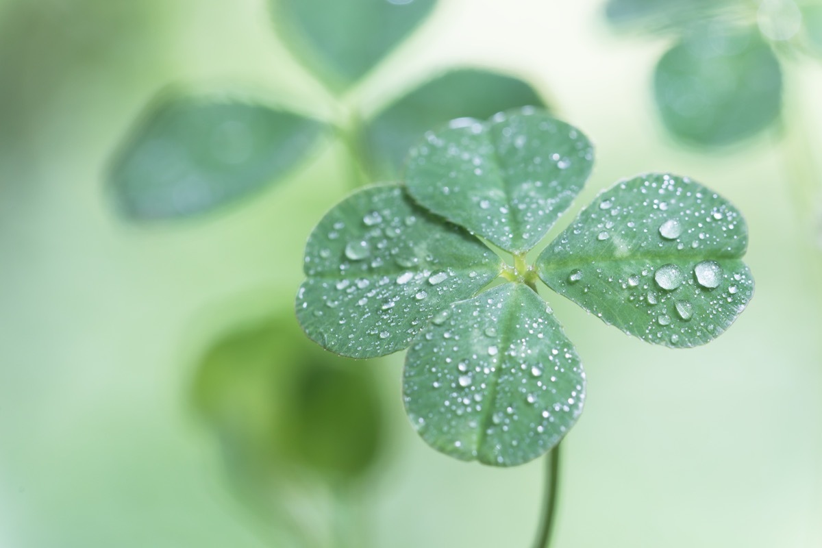 four leaf clover in the dew