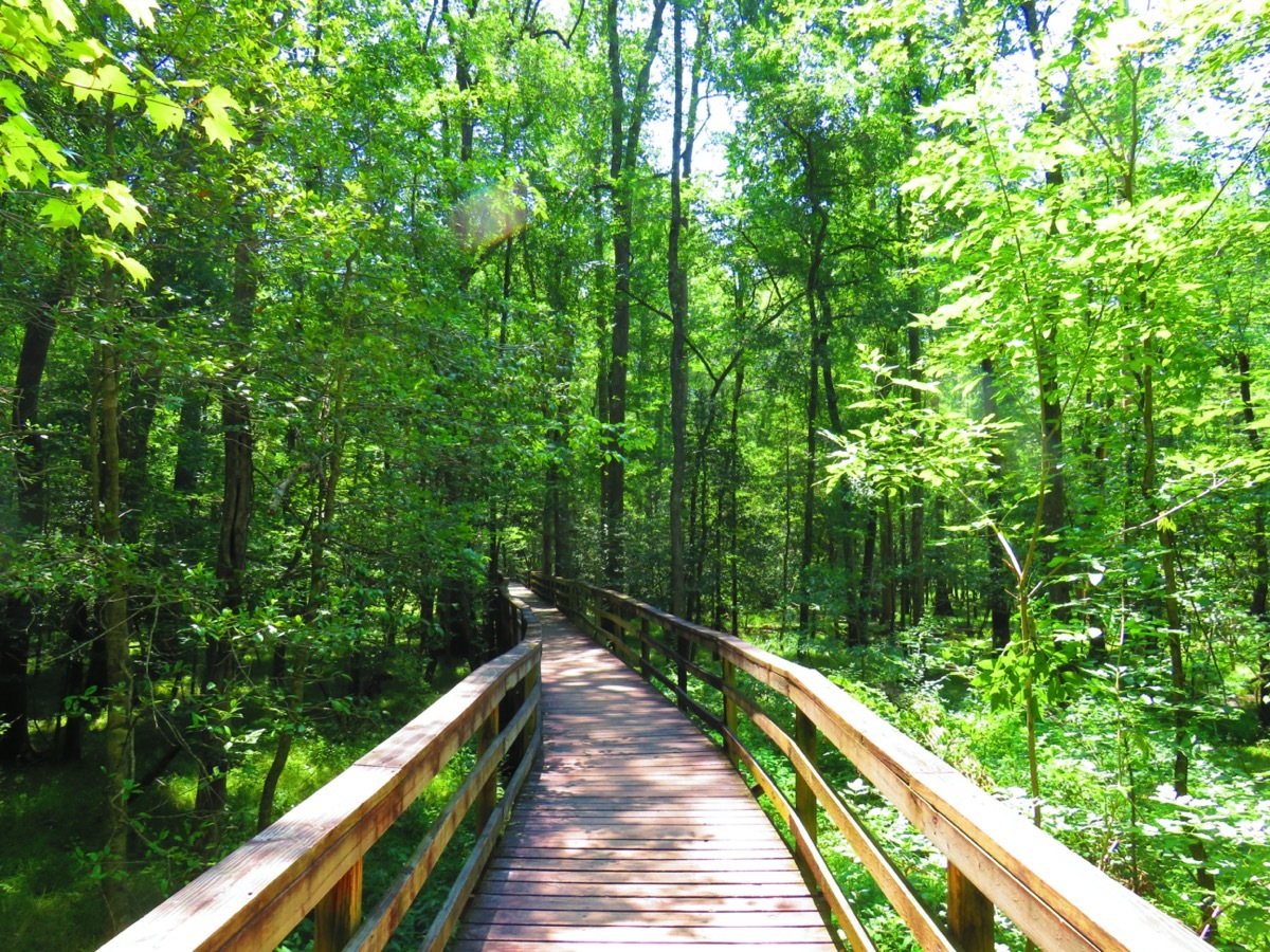 boardwalk at the congaree national park