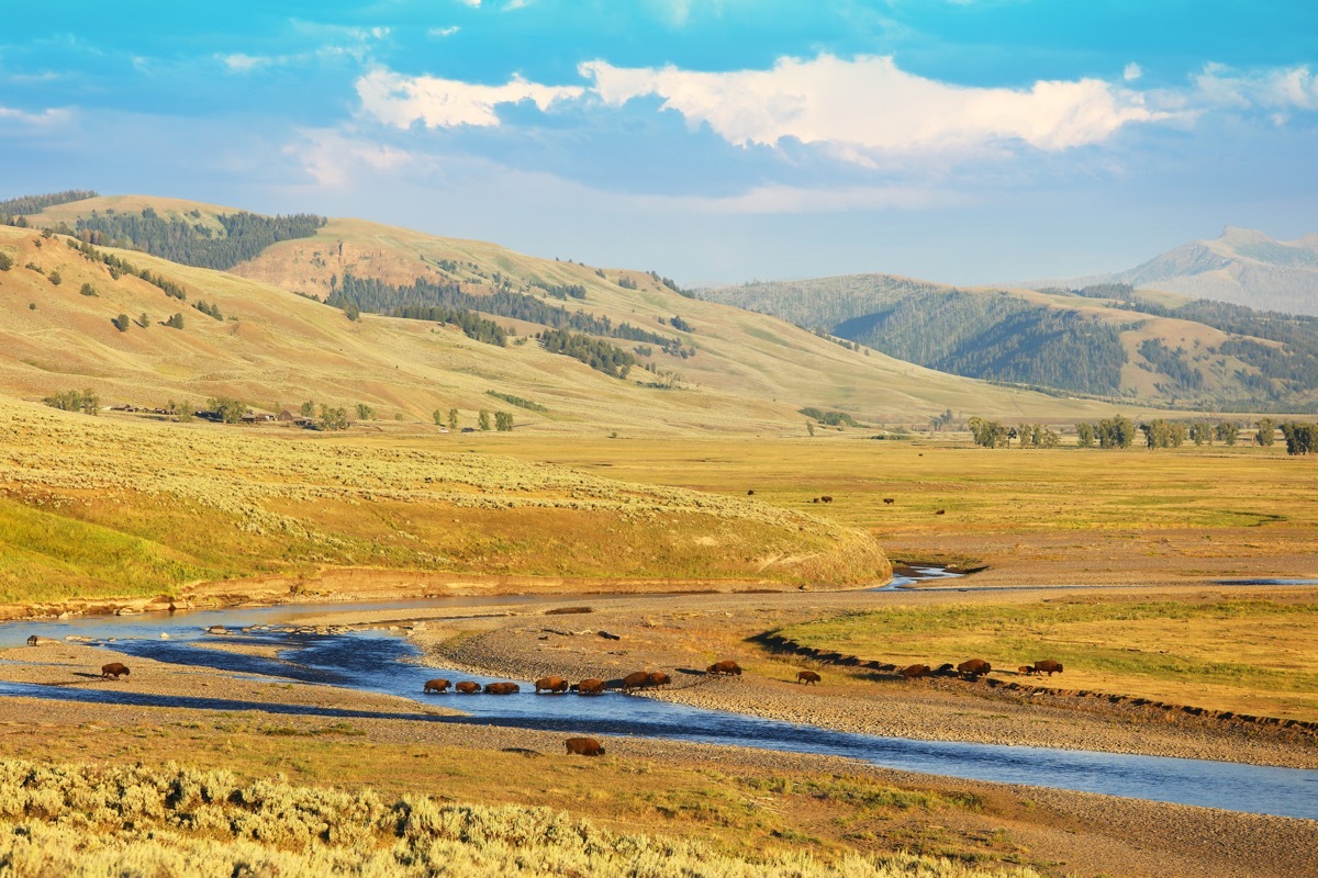 Incredible landscape with hundreds of bison crossing the Lamar river in the Lamar Valley in Yellowstone National Park.