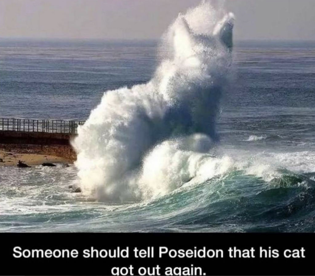 Poseidon cat memes