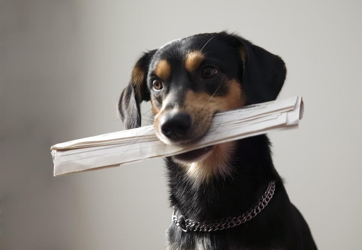 appenzeller sennenhund