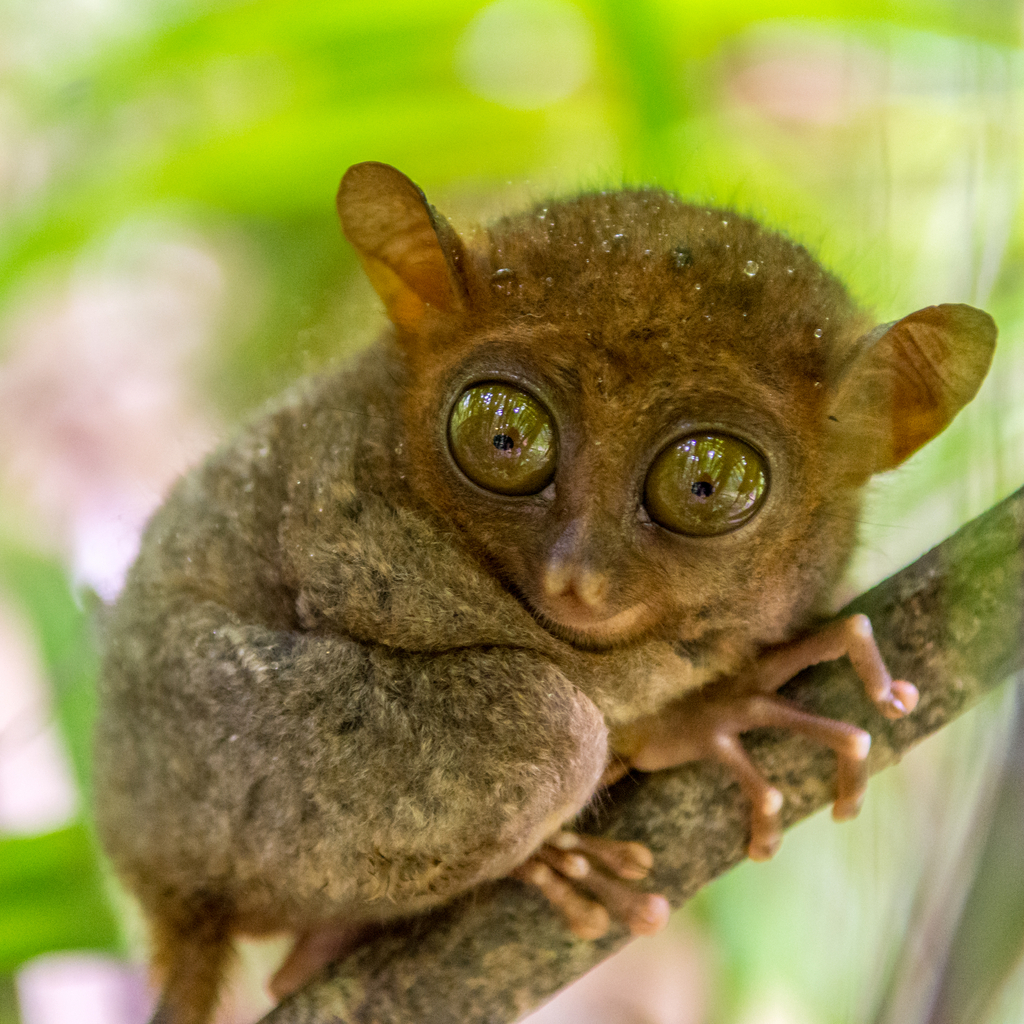 Philippine Tarsier Smallest Animals