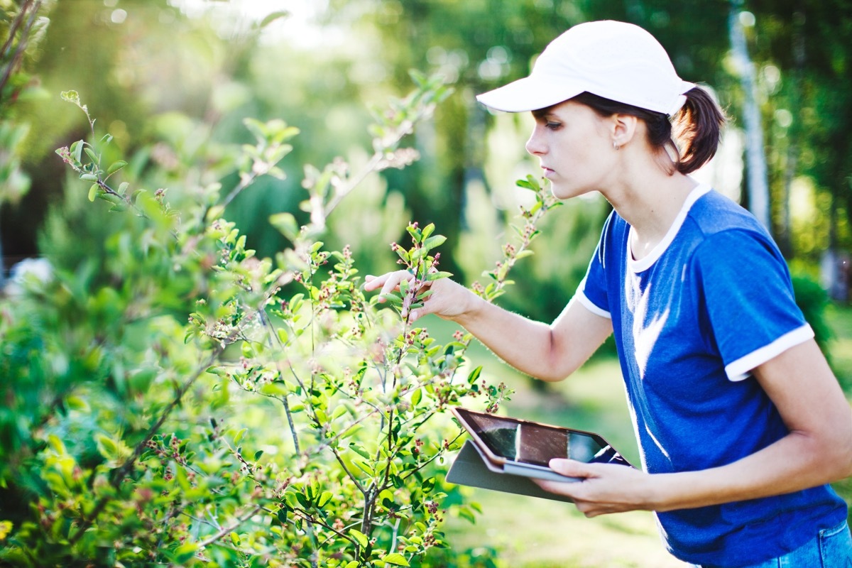 woman inspecting shrub