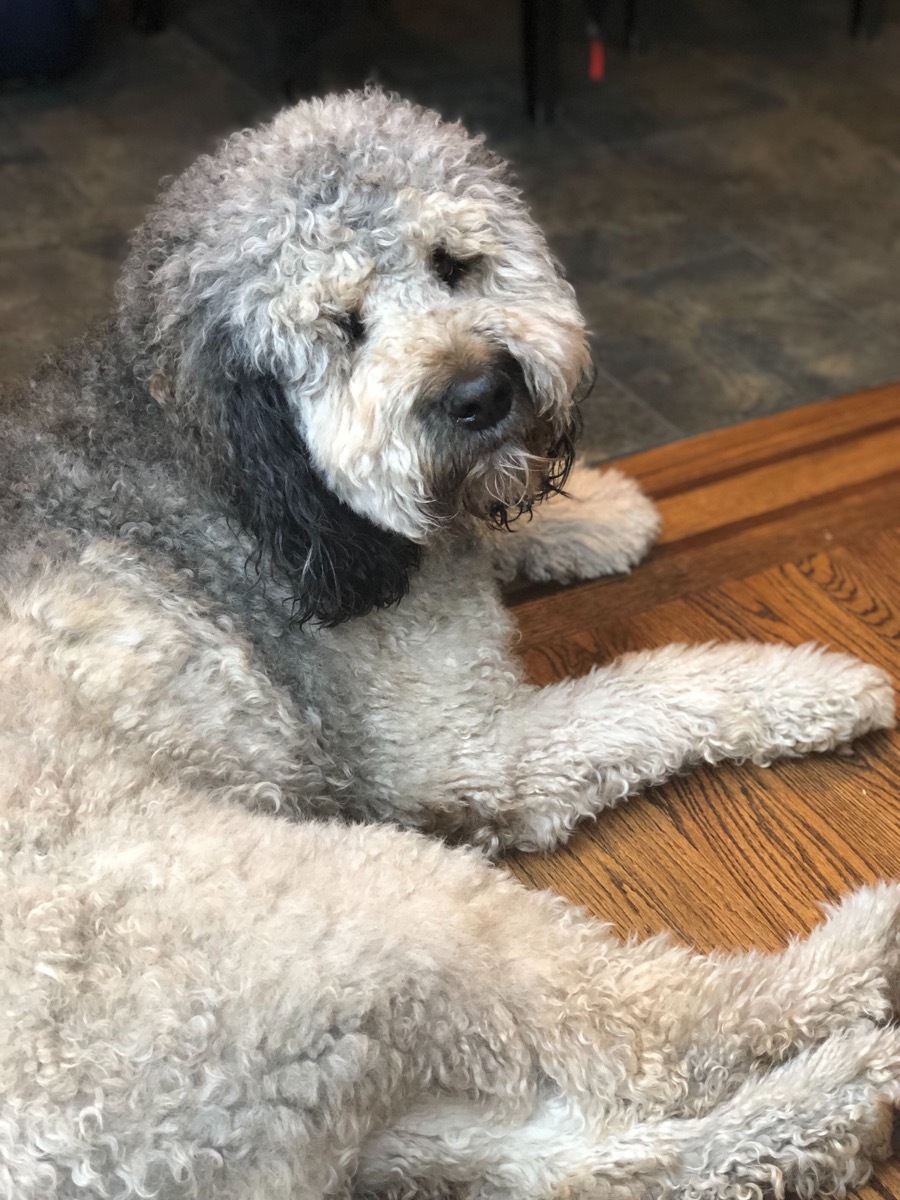 Walter Goldendoodle fluffiest dog breeds