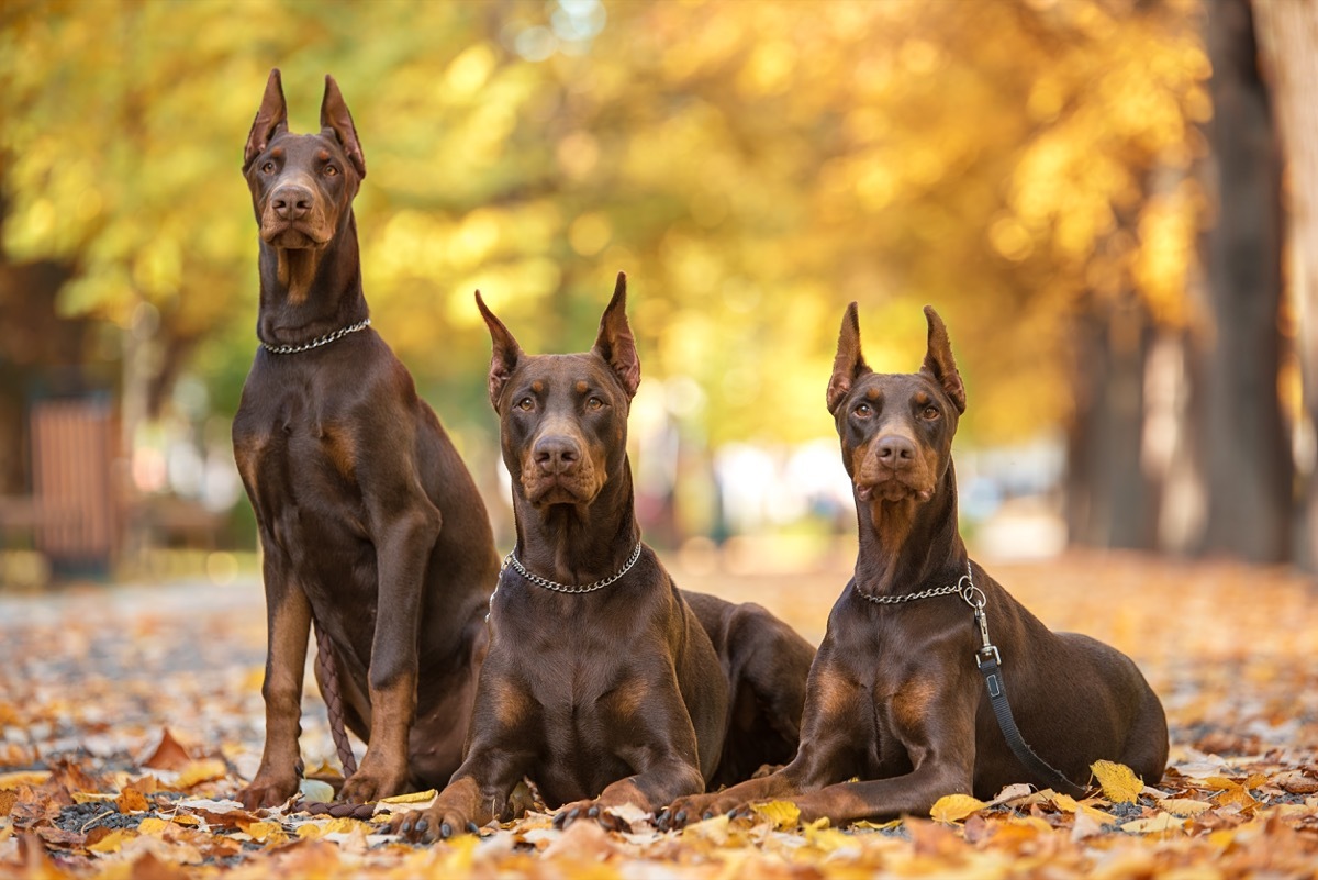 doberman pinscher