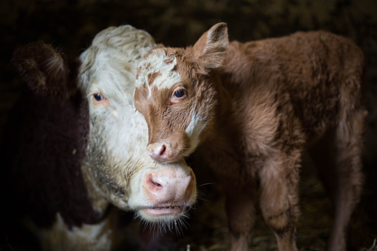 baby cow with mother, cow photos