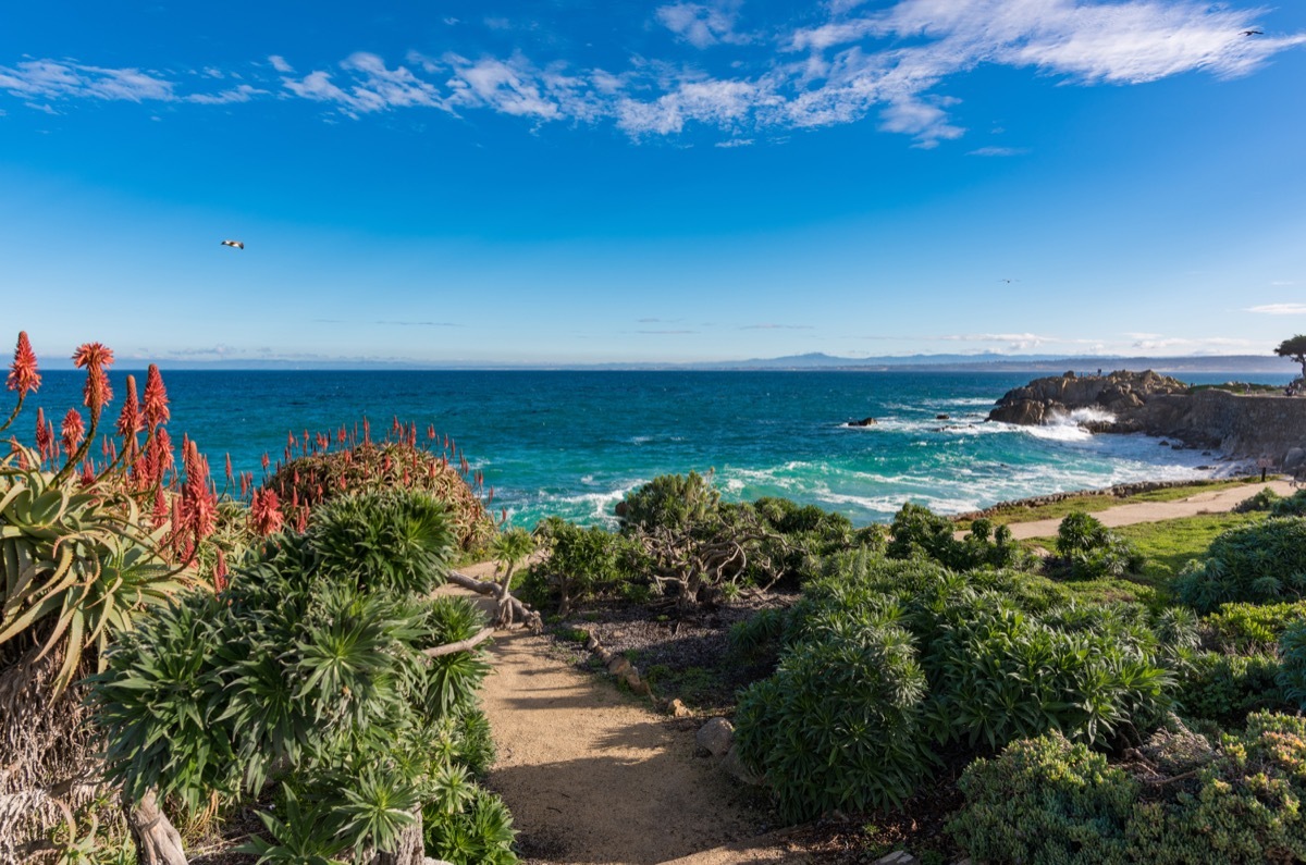 monterey california; a path leads to the pacific ocean